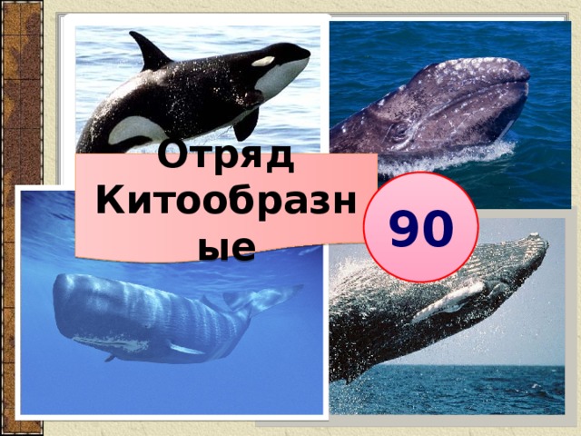 Китообразные презентация 8 класс 8 вид