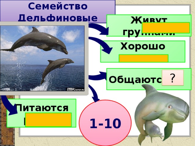 Семейство Дельфиновые Живут группами Хорошо плавают Общаются ? Питаются рыбой 1-10 