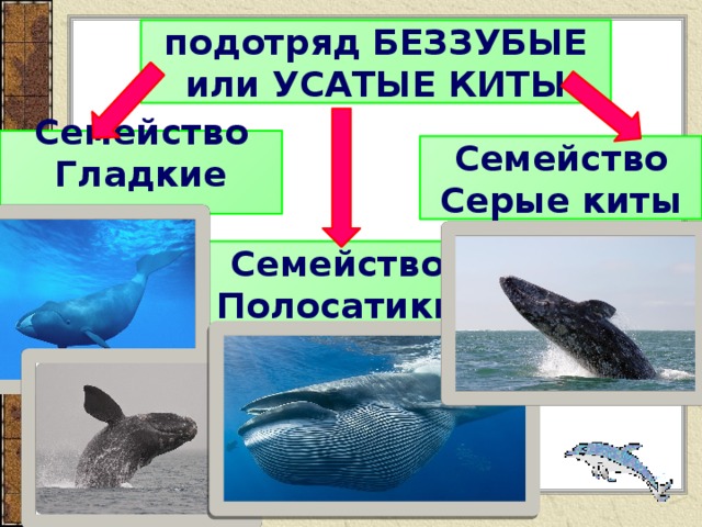 подотряд БЕЗЗУБЫЕ или УСАТЫЕ КИТЫ Семейство Гладкие киты Семейство Серые киты Семейство Полосатики 