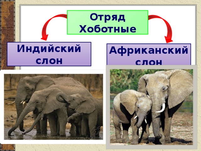 Отряд Хоботные Индийский слон Африканский слон 