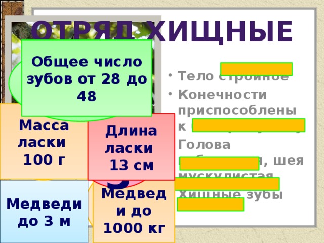 Отряд хищные Общее число зубов от 28 до 48 28-48 Тело стройное Конечности приспособлены к быстрому бегу Голова небольшая, шея мускулистая Хищные зубы 100 Масса ласки 100 г 13 Длина ласки 13 см 1000 3 Медведи до 1000 кг Медведи до 3 м 