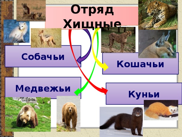 Отряд Хищные Собачьи Кошачьи Медвежьи Куньи 