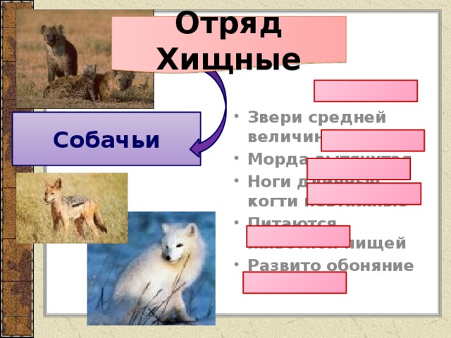 Отряд Хищные Звери средней величины Морда вытянутая Ноги длинные, когти невтяжные Питаются животной пищей Развито обоняние Собачьи 
