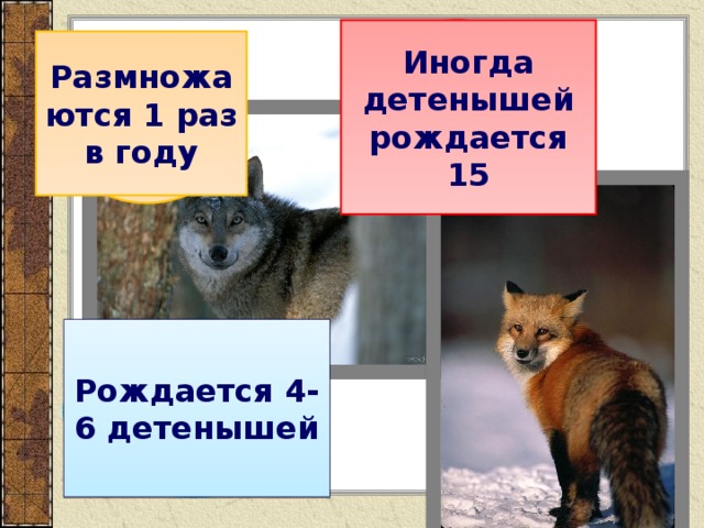 15 Иногда детенышей рождается 15 Размножаются 1 раз в году 1 Рождается 4-6 детенышей 4-6 
