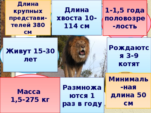 Длина крупных представи-телей 380 см Длина хвоста 10-114 см 380 10-114 1-1,5 года половозре-лость 1-1,5 15-30 3-9 Живут 15-30 лет Рождаются 3-9 котят 50 Минималь-ная длина 50 см 1,5-275 1 Масса Размножаются 1 раз в году 1,5-275 кг 