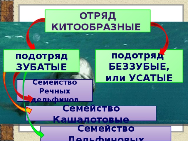 Отряд Китообразные подотряд подотряд ЗУБАТЫЕ БЕЗЗУБЫЕ, или УСАТЫЕ Семейство Речных дельфинов Семейство Кашалотовые Семейство Дельфиновых 