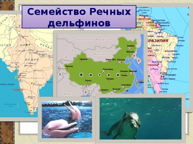 Семейство Речных дельфинов 