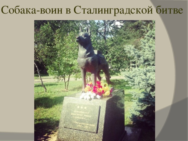 Собака-воин в Сталинградской битве 