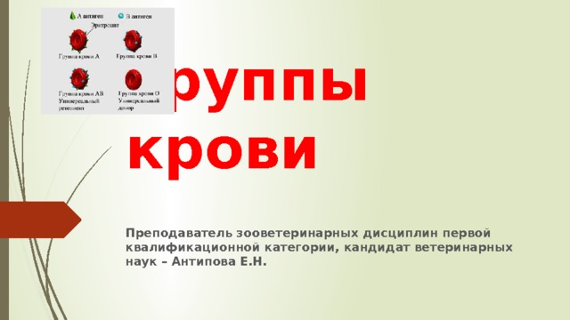 Группы крови Преподаватель зооветеринарных дисциплин первой квалификационной категории, кандидат ветеринарных наук – Антипова Е.Н. 