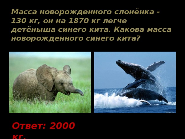 Масса новорожденного слонёнка - 130 кг, он на 1870 кг легче детёныша синего кита. Какова масса новорожденного синего кита? Ответ: 2000 кг. 