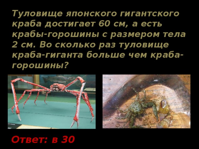 Туловище японского гигантского краба достигает 60 см, а есть крабы-горошины с размером тела 2 см. Во сколько раз туловище краба-гиганта больше чем краба-горошины? Ответ: в 30 раз. 