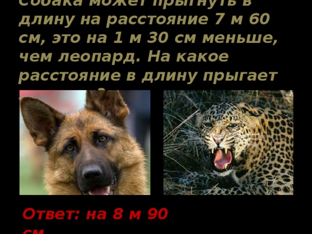 Собака может прыгнуть в длину на расстояние 7 м 60 см, это на 1 м 30 см меньше, чем леопард. На какое расстояние в длину прыгает леопард? Ответ: на 8 м 90 см. 