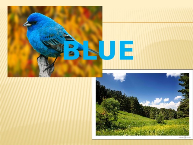 BLUE 