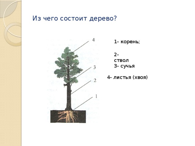 Из чего состоит дерево? 1- корень; 2- ствол 3- сучья 4- листья (хвоя) 