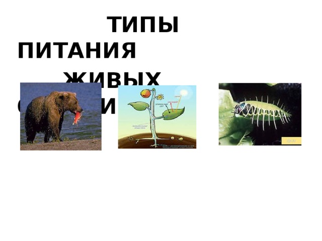  ТИПЫ ПИТАНИЯ  ЖИВЫХ ОРГАНИЗМОВ  