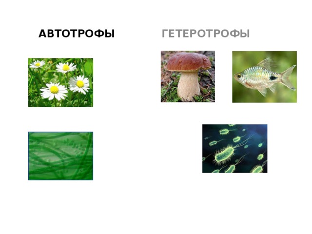  АВТОТРОФЫ  ГЕТЕРОТРОФЫ 