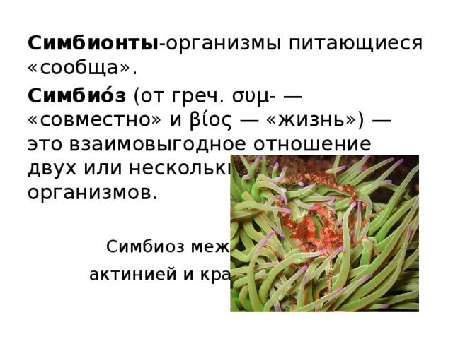 Симбионты -организмы питающиеся «сообща». Симбио́з  (от греч. συμ- — «совместно» и βίος — «жизнь») — это взаимовыгодное отношение двух или нескольких разных видов организмов.  Симбиоз между  актинией и крабом . 