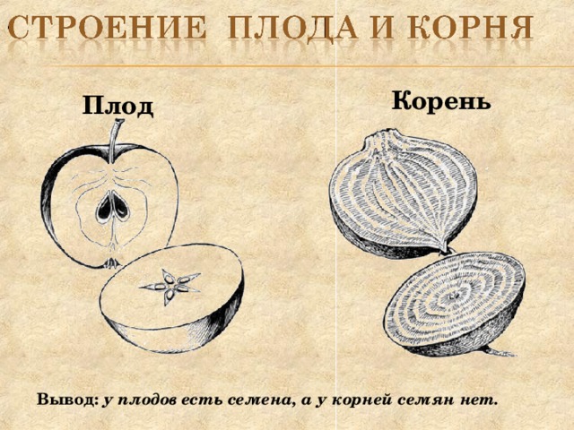 У плода на рисунке отмечены остатки груши чего