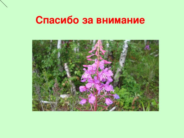 Спасибо за внимание 