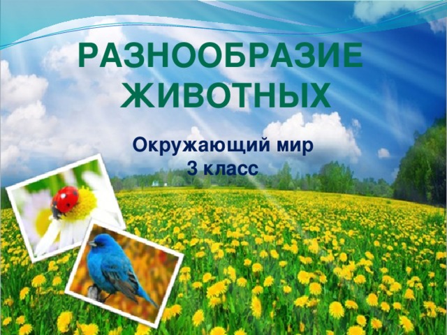 Разнообразие животных Окружающий мир 3 класс 