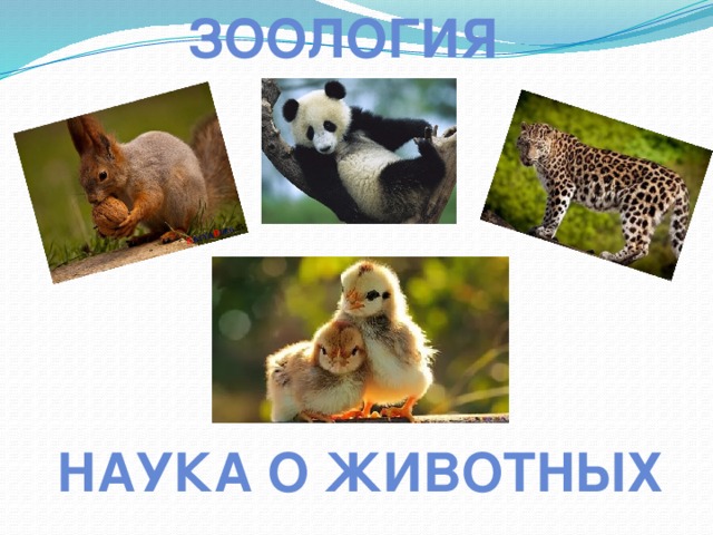 Зоология Наука о животных 