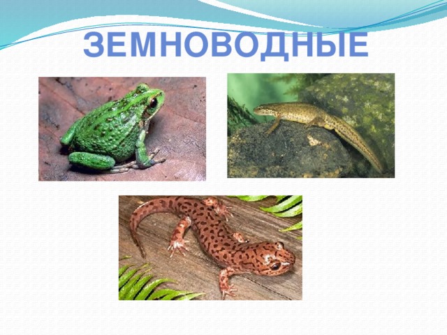 земноводные 