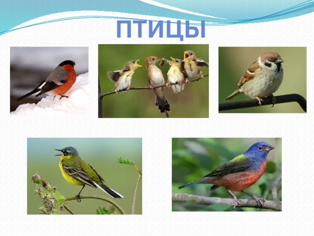 птицы 