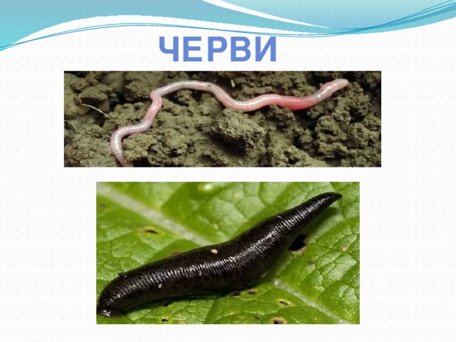 Черви 
