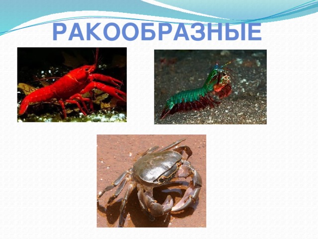 ракообразные 