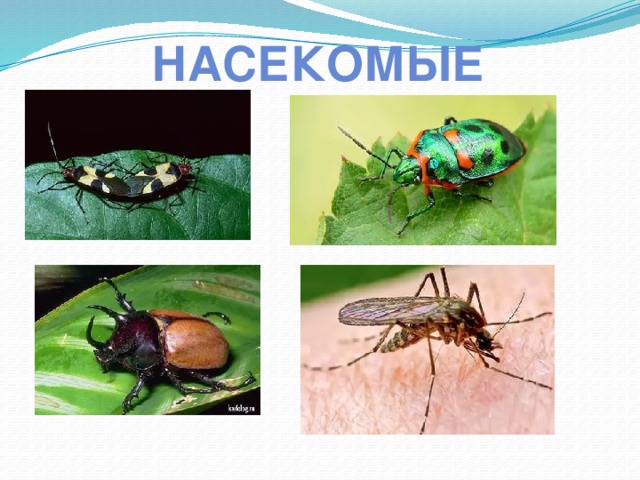 насекомые 
