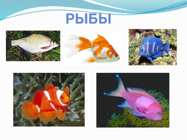 рыбы 