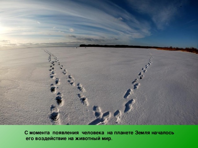 С момента появления человека на планете Земля началось  его воздействие на животный мир . 