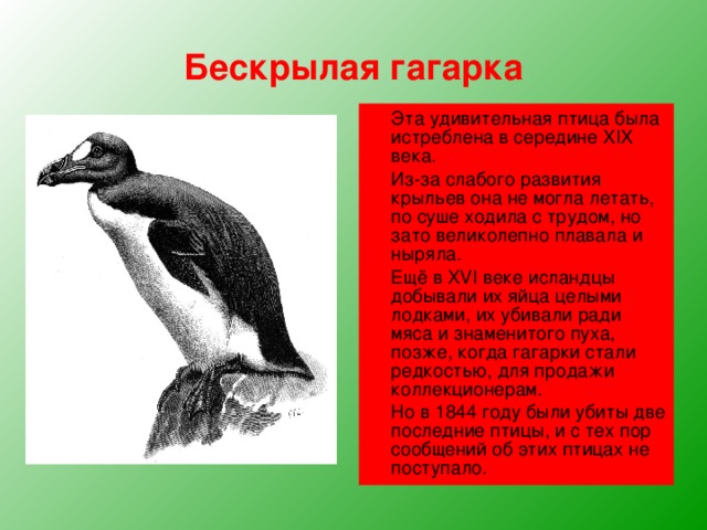 Бескрылая гагарка  Эта удивительная птица была истреблена в середине XIX века.  Из-за слабого развития крыльев она не могла летать, по суше ходила с трудом, но зато великолепно плавала и ныряла.  Ещё в XVI веке исландцы добывали их яйца целыми лодками, их убивали ради мяса и знаменитого пуха, позже, когда гагарки стали редкостью, для продажи коллекционерам.  Но в 1844 году были убиты две последние птицы, и с тех пор сообщений об этих птицах не поступало.  