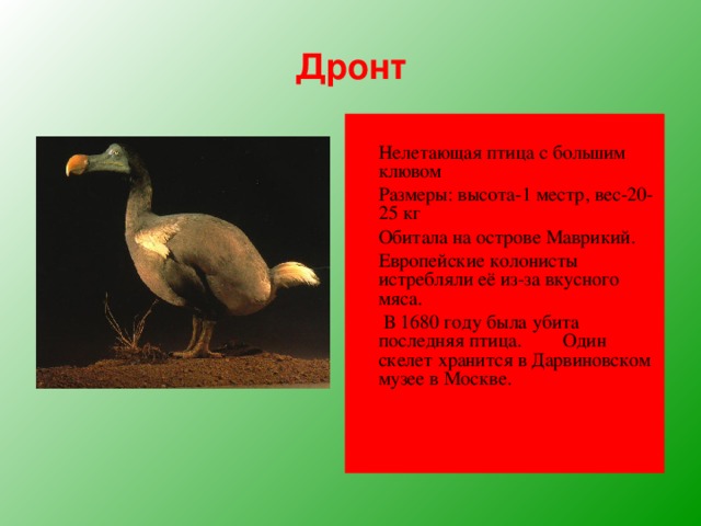 Дронт  Нелетающая птица с большим клювом  Размеры: высота-1 местр, вес-20-25 кг  Обитала на острове Маврикий.  Европейские колонисты истребляли её из-за вкусного мяса.   В 1680 году была убита последняя птица.  Один скелет хранится в Дарвиновском музее в Москве. 