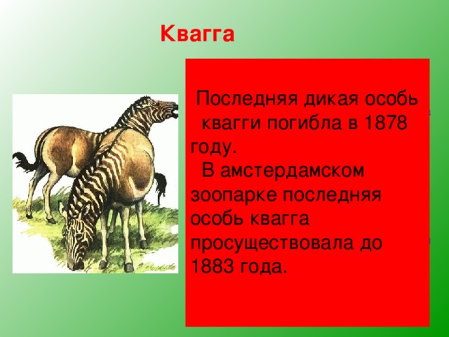 Квагга  Последняя дикая особь квагги погибла в 1878 году.  В амстердамском зоопарке последняя особь квагга просуществовала до 1883 года.  Квагга, обитавшая на юге Африки, была удивительным парнокопытным. Спереди она имела полосатую расцветку, как у зебры, сзади — гнедой окрас лошади.  Буры истребляли кваггу ради её прочной шкуры.  Квагга — едва ли не единственное из вымерших животных, представители которого были приручены человеком и использовались для... охраны стад! Квагги много раньше домашних овец, коров, кур замечали приближение хищников, и предупреждали владельцев громким криком «куаха», от которого получили своё название. 