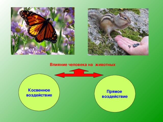 Влияние человека на животных Косвенное воздействие Прямое воздействие 