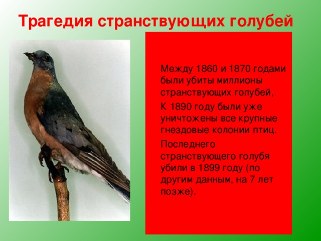 Трагедия странствующих голубей Чуть более ста лет назад в Северной Америке этот голубь был самой многочисленной птицей В отдельных колониях насчитывались миллиарды птиц. Они пролетали над землей такими густыми тучами, что буквально затмевали небо. Летящие птицы покрывали весь небосвод от горизонта до горизонта, шум от их машущих крыльев напоминал свист штормового ветра. Американский орнитолог Александр Уилсон видел в 1810 году стаю странствующих голубей, которая пролетала над ним четыре часа. Она растянулась на 380 км. Он приблизительно подсчитал, сколько в ней было птиц, и получил невероятную цифру – 1 115 135 000 голубей!  Между 1860 и 1870 годами были убиты миллионы странствующих голубей,  К 1890 году были уже уничтожены все крупные гнездовые колонии птиц.  Последнего странствующего голубя убили в 1899 году (по другим данным, на 7 лет позже). 