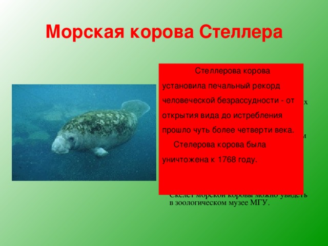 Морская корова Стеллера  Впервые это животное открыл в 1741 году Георг Стеллер.  Малоподвижное беззубое темно-бурое животное длиной до 10 метров с раздвоенным хвостом обитало в мелких бухтах, практически не умело нырять, питалось водорослями.  Животное не боялось людей и безжалостно истреблялось. В основном люди использовали подкожный жир и мясо морских коров.   Георг Стеллер остался единственным натуралистом, кто видел этих животных живыми и оставил истории подробное описание вида.  Скелет морской коровы можно увидеть в зоологическом музее МГУ.  Стеллерова корова установила печальный рекорд человеческой безрассудности - от открытия вида до истребления прошло чуть более четверти века.  Стелерова корова была уничтожена к 1768 году. 