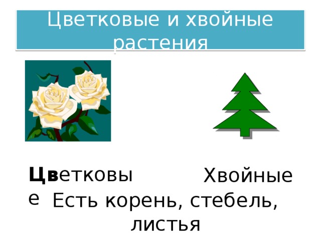 Цветковые и хвойные растения Цветковые Цв етковые Хвойные Есть корень, стебель, листья 