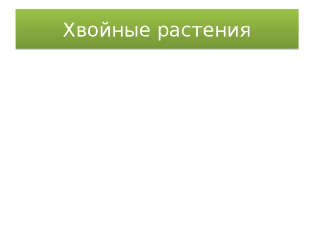 Хвойные растения Нет цветов Нет плодов семена Нет цветов Нет плодов семена 