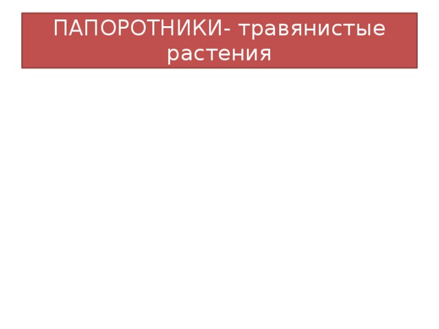 ПАПОРОТНИКИ- травянистые растения  Нет цветков  Нет семян, плодов  споры  Нет цветков  Нет семян, плодов  споры 