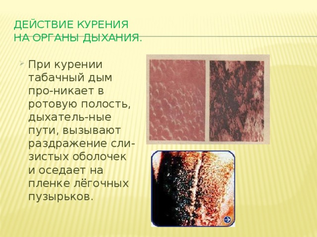 Действие курения  на органы дыхания. При курении табачный дым про-никает в ротовую полость, дыхатель-ные пути, вызывают раздражение сли-зистых оболочек и оседает на пленке лёгочных пузырьков. 