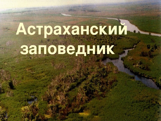   «Астраханский заповедник» Астраханский  заповедник 
