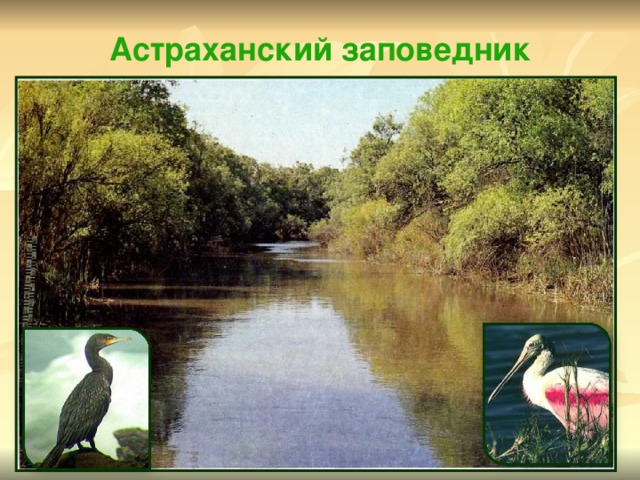 Астраханский заповедник 