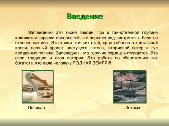 Введение  Заповедник- это тихие заводи, где в таинственной глубине колышатся заросли водорослей, а в зеркало вод смотрятся с берегов склоненные ивы. Это крики птичьих стай, храп кабанов в камышовой крепи, нежный аромат цветущего лотоса, штормовой ветер и гул комариных полчищ. Заповедник- это горячие сердца энтузиастов. Это свои традиции и своя история. Это работа по сбережению тех богатств, что дала человеку РОДНАЯ ЗЕМЛЯ!!!  Пеликан Лотосы  