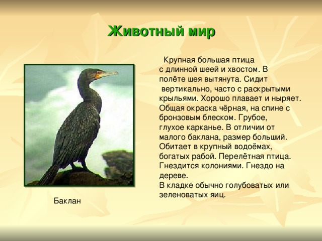 Животный  мир  Крупная большая птица с длинной шеей и хвостом. В полёте шея вытянута. Сидит  вертикально, часто с раскрытыми крыльями. Хорошо плавает и ныряет. Общая окраска чёрная, на спине с бронзовым блеском. Грубое, глухое карканье. В отличии от малого баклана, размер больший. Обитает в крупный водоёмах, богатых рабой. Перелётная птица. Гнездится колониями. Гнездо на дереве. В кладке обычно голубоватых или зеленоватых яиц. Баклан 