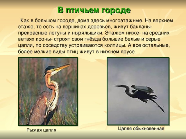 В птичьем городе  Как в большом городе, дома здесь многоэтажные. На верхнем этаже, то есть на вершинах деревьев, живут бакланы- прекрасные летуны и ныряльщики. Этажом ниже- на средних ветвях кроны- строят свои гнёзда большие белые и серые цапли, по соседству устраиваются колпицы. А все остальные, более мелкие виды птиц живут в нижнем ярусе. Цапля обыкновенная Рыжая цапля 