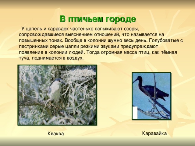 В птичьем городе  У цапель и караваек частенько вспыхивают ссоры, сопровождавшиеся выяснением отношений, что называется на повышенных тонах. Вообще в колонии шумно весь день. Голубоватые с пестринками серые цапли резкими звуками предупреждают появление в колонии людей. Тогда огромная масса птиц, как тёмная туча, поднимается в воздух. Каравайка Кваква 