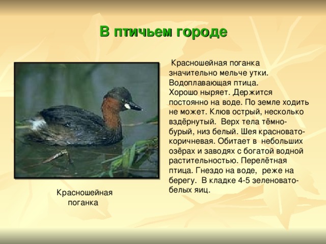 В птичьем городе  Красношейная поганка значительно мельче утки. Водоплавающая птица. Хорошо ныряет. Держится постоянно на воде. По земле ходить не может. Клюв острый, несколько вздёрнутый. Верх тела тёмно- бурый, низ белый. Шея красновато- коричневая. Обитает в небольших озёрах и заводях с богатой водной растительностью. Перелётная птица. Гнездо на воде, реже на берегу. В кладке 4-5 зеленовато- белых яиц. Красношейная  поганка 