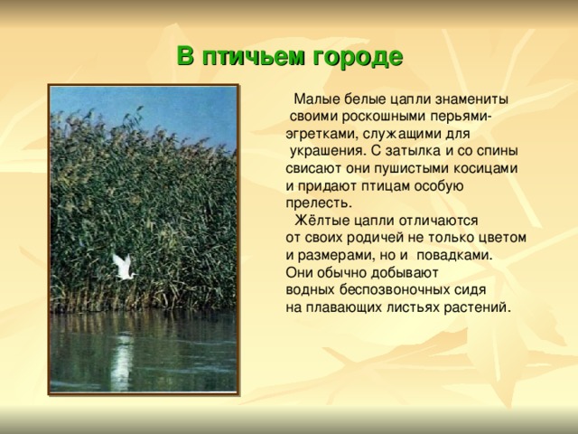 В птичьем городе  Малые белые цапли знамениты  своими роскошными перьями- эгретками, служащими для  украшения. С затылка и со спины свисают они пушистыми косицами и придают птицам особую прелесть.  Жёлтые цапли отличаются от своих родичей не только цветом и размерами, но и повадками. Они обычно добывают водных беспозвоночных сидя на плавающих листьях растений. 